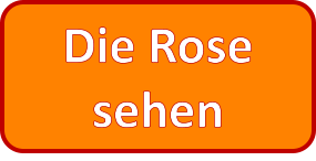 Die Rose sehen